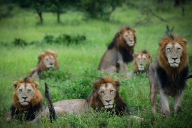 Liên minh "khét tiếng" gồm 6 sư tử đực thống trị đồng cỏ châu Phi