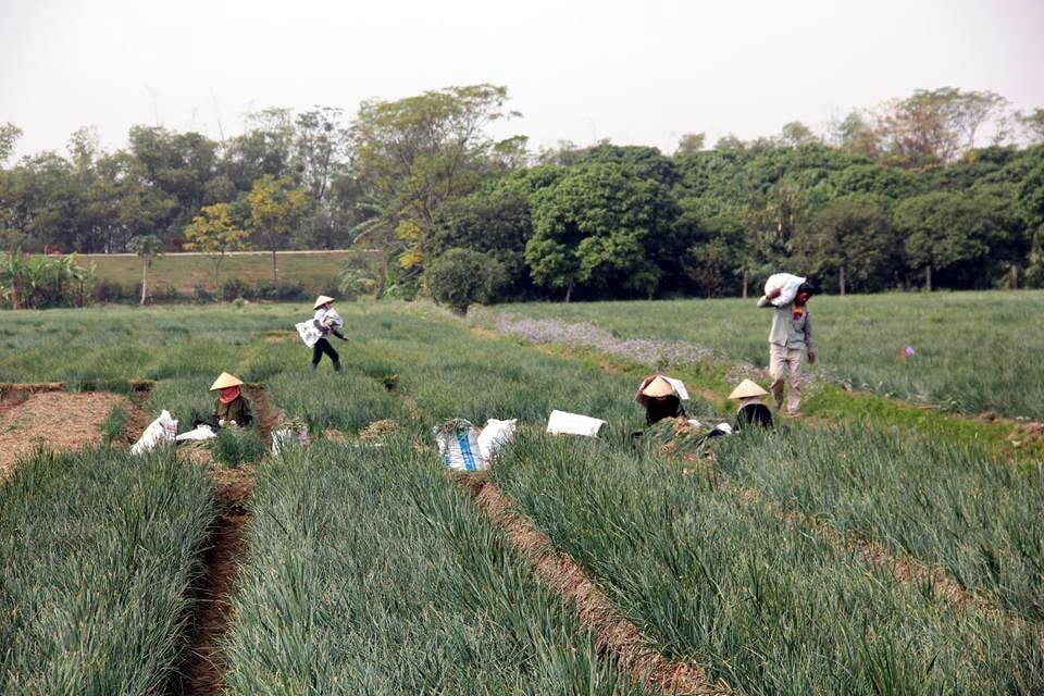 Bóc mẽ chiêu lừa hành tỏi Trung Quốc giả hàng Kinh Môn - Hải Dương - 1 Bóc mẽ chiêu lừa hành tỏi Trung Quốc giả hàng Kinh Môn - Hải Dương - 1