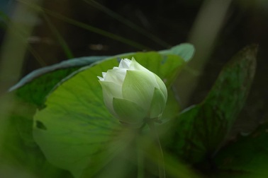 Nhớ mẹ trào nước mắt