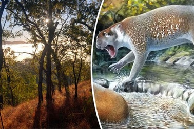 Hóa thạch sư tử có túi bị tuyệt chủng đã được tìm thấy ở Úc