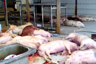 Tăng cường kiểm tra giết mổ gia súc sau “án điểm” tiêu hủy 3.750 con heo