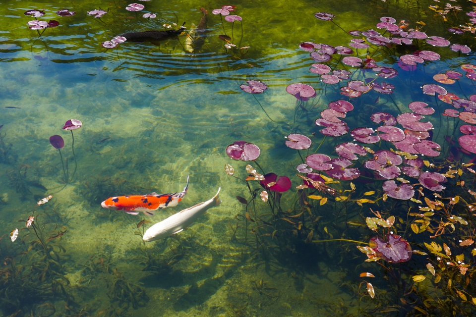 Monets Pond - tuyệt tác nghệ thuật từ thiên nhiên của tỉnh Gifu - 4 Monets Pond - tuyệt tác nghệ thuật từ thiên nhiên của tỉnh Gifu - 4