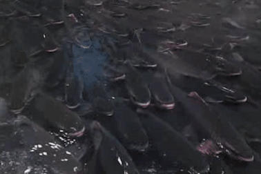 Đông nghẹt người chiêm ngưỡng đàn cá "khủng" cả nghìn con ở Thanh Hóa