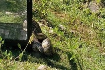 Trăn gấm quý hiếm nặng 17 kg "đi lạc" giữa phố Đà Nẵng