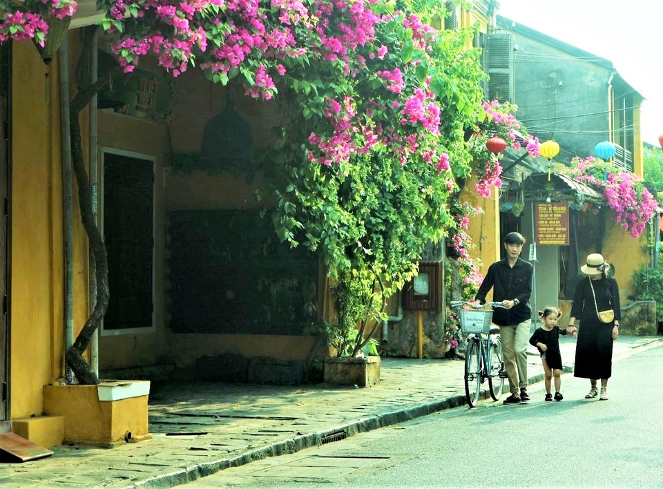 Những giàn hoa giấy Hội An hồi sinh rực rỡ sau những ngày giông bão - 3 Những giàn hoa giấy Hội An hồi sinh rực rỡ sau những ngày giông bão - 3