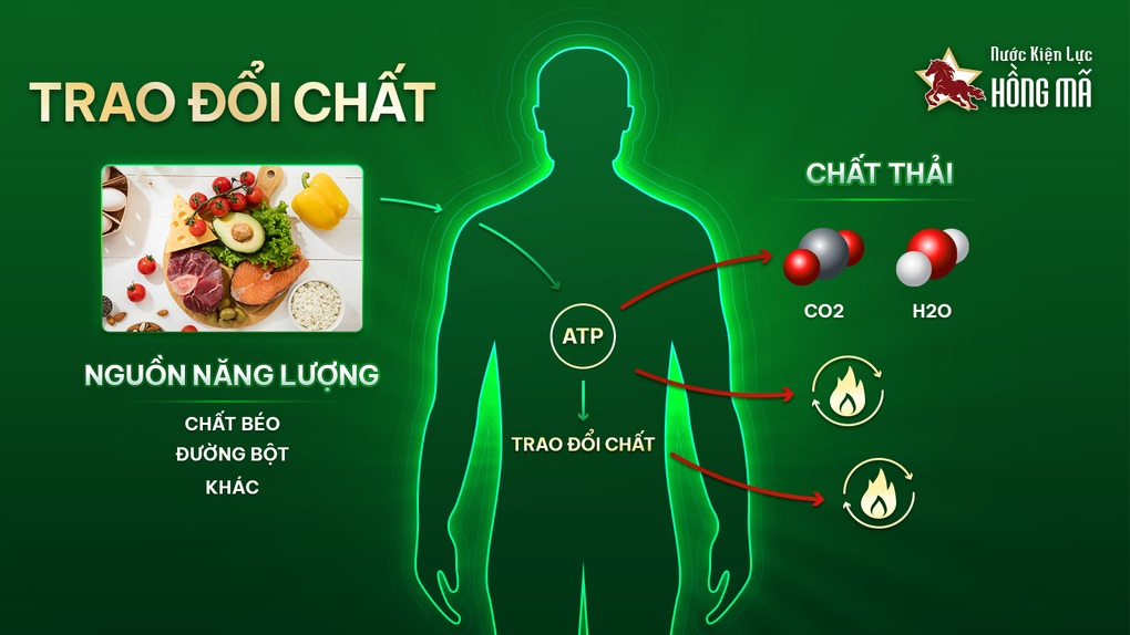 Nước kiện lực: Bí quyết giảm mệt, bền sức từ triết lý y học phương Đông - 1 Nước kiện lực: Bí quyết giảm mệt, bền sức từ triết lý y học phương Đông - 1