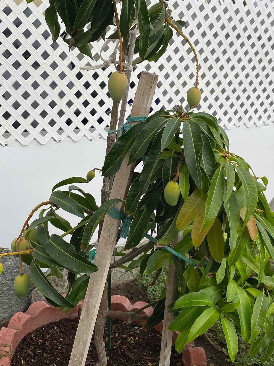 Chiêm ngưỡng nhà vườn 1.000m2 của danh ca Hương Lan và chồng kĩ sư tại Mỹ - 5 Chiêm ngưỡng nhà vườn 1.000m2 của danh ca Hương Lan và chồng kĩ sư tại Mỹ - 5