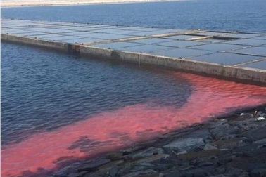 Dải nước màu đỏ ở biển Hà Tĩnh do hiện tượng tảo nở hoa