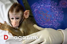 Đậu mùa khỉ: Vì sao căn bệnh bị xóa sổ 40 năm trước khiến WHO họp khẩn?