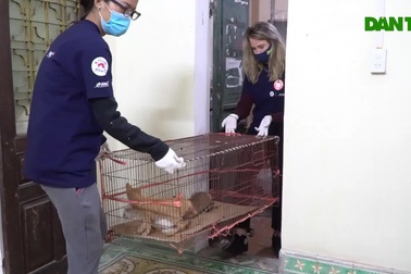 24 cá thể chó, mèo bất ngờ được cứu sống tại một lò giết mổ "tiểu hổ"