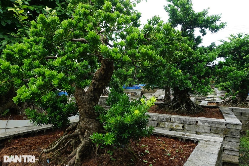 Phá vườn trái cây để trồng kiểng cổ thụ, lão nông miền Tây giàu bất ngờ - 3 Phá vườn trái cây để trồng kiểng cổ thụ, lão nông miền Tây giàu bất ngờ - 3