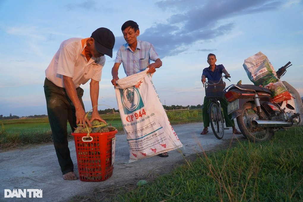 Ngâm mình trong bùn hái đài sen, thu hàng chục triệu đồng - 10 Ngâm mình trong bùn hái đài sen, thu hàng chục triệu đồng - 10