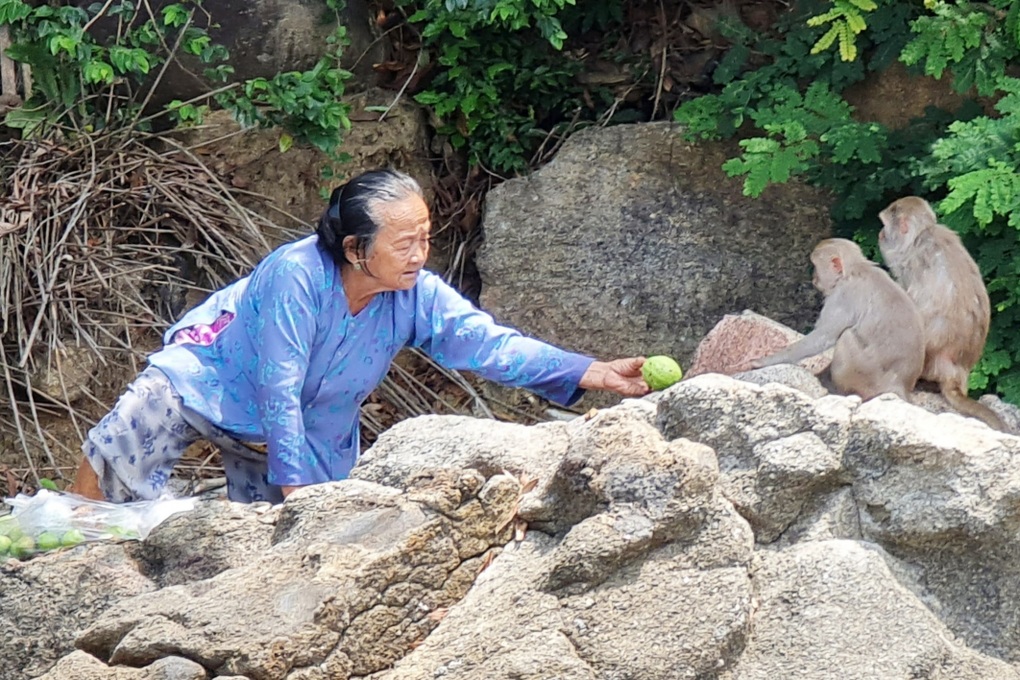 Đàn khỉ do bà lão chăm sóc trên đảo Hòn Trà được chuyển nhà mới - 2 Đàn khỉ do bà lão chăm sóc trên đảo Hòn Trà được chuyển nhà mới - 2