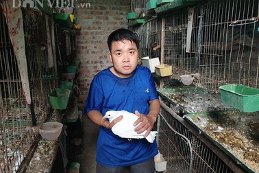 Nam Định: Xây nhà lầu nuôi bồ câu, 9X tật nguyền bỏ túi tiền to