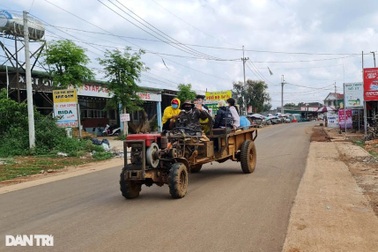 Quá nửa nhân công thành F0 giữa mùa thu hoạch, chủ vườn tiêu méo mặt