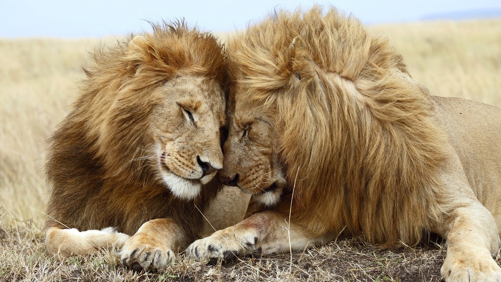 Sometimes, in the natural world, same-sex love exists.