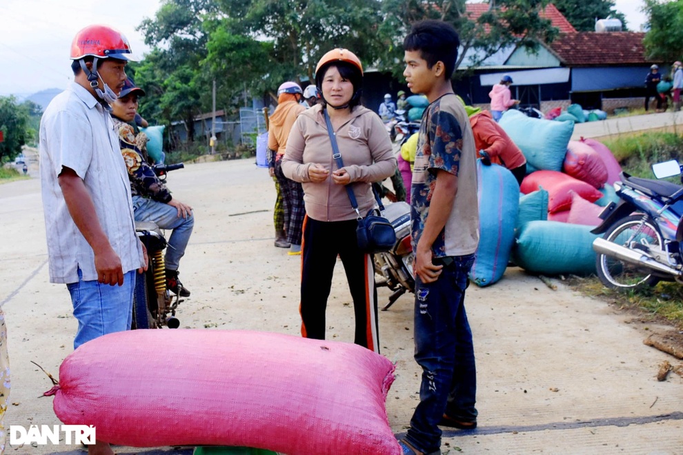 Dân đổ xô vào rừng hái xoay, rủng rỉnh bỏ túi hơn một triệu đồng/ngày - 8