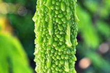 Mướp đắng và hai cách ăn giúp “trường thọ”