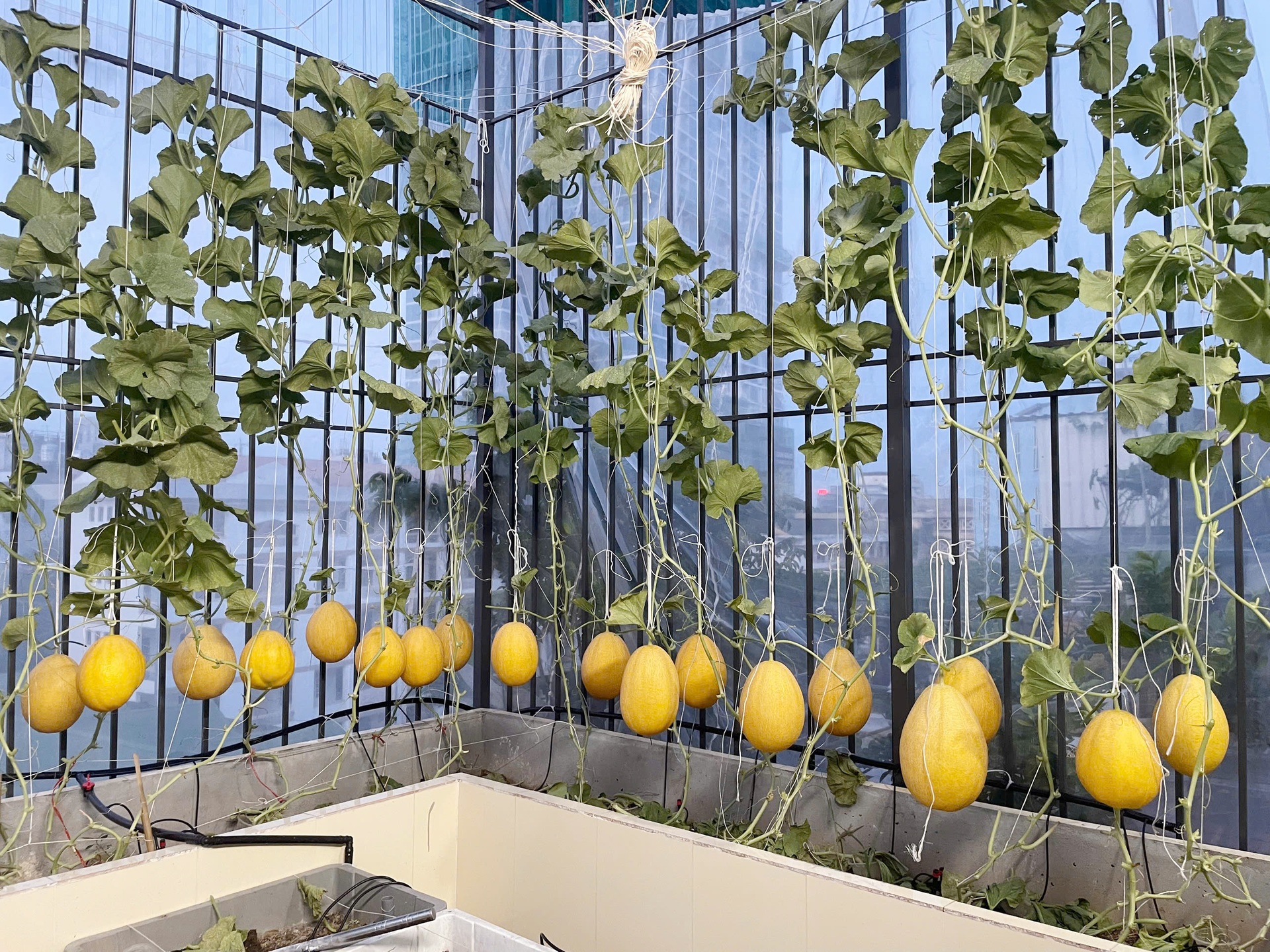 Vợ vác đất leo 6 tầng làm vườn, chồng chi 300 triệu sửa nhà trồng rau sạch - 10 Vợ vác đất leo 6 tầng làm vườn, chồng chi 300 triệu sửa nhà trồng rau sạch - 10