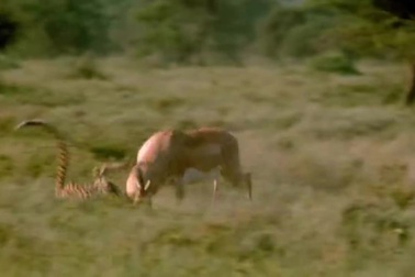 Linh dương ngoan cường, khiến báo săn cúi đầu sau pha tranh đấu nghẹt thở