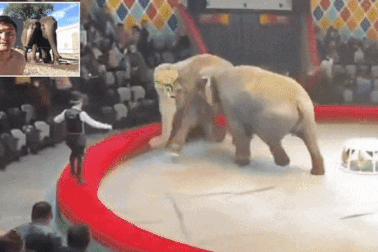 Hai con voi khiến người huấn luyện bị... gãy cột sống và xương sườn