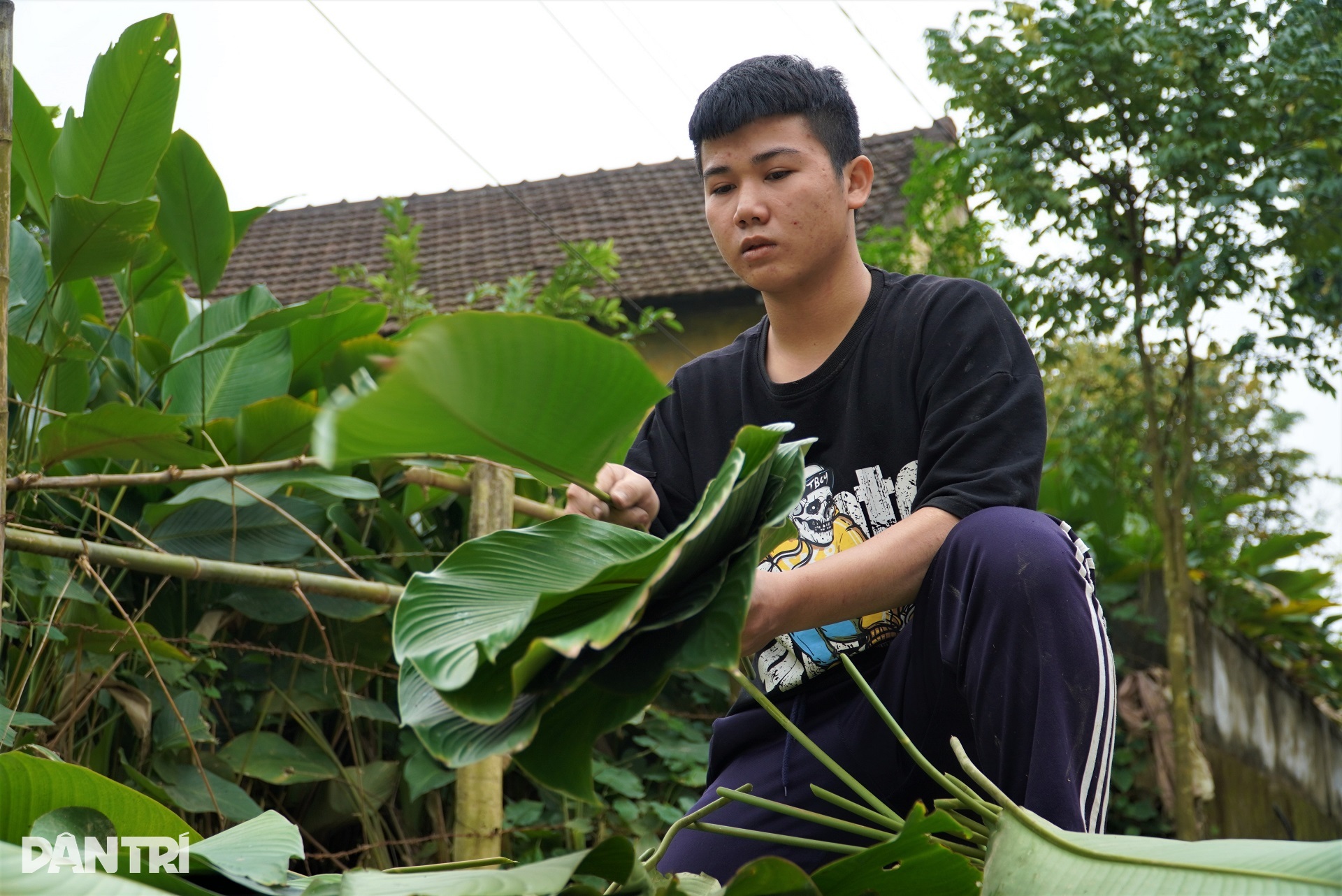 Hái ra tiền với loại lá làm nên linh hồn Tết Việt - 7 Hái ra tiền với loại lá làm nên linh hồn Tết Việt - 7