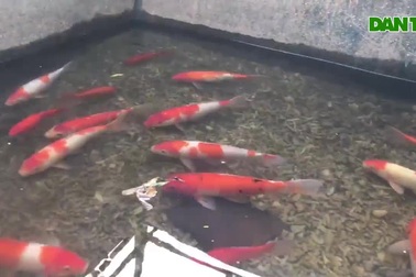 Cá Koi Nhật Bản khỏe mạnh sau gần 2 tháng được thả xuống sông Tô Lịch