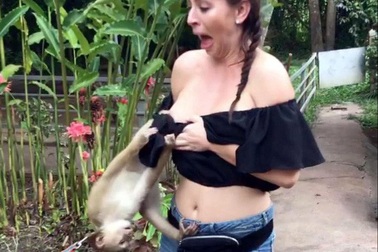 Ăn mặc hớ hênh, nữ du khách bị khỉ kéo lộ ngực