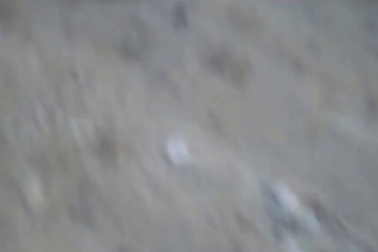 Trăn Mỹ nhiệt đới quằn quại đau đớn vì tấn công... nhím