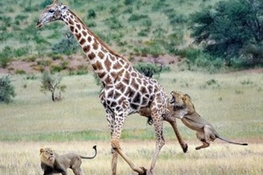 Hai sư tử đực hợp sức để hạ gục hươu cao cổ sau cuộc chiến ác liệt
