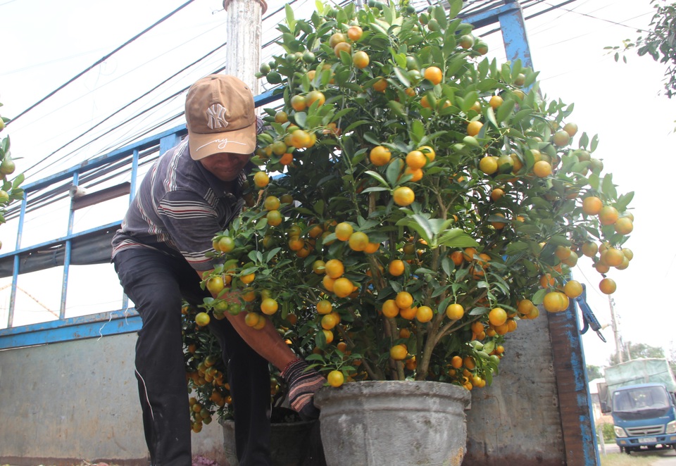 Phú Yên: Người lao động “còng lưng” kiếm tiền những ngày giáp Tết - 10 Phú Yên: Người lao động “còng lưng” kiếm tiền những ngày giáp Tết - 10