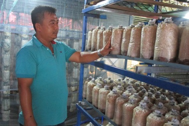 Quảng Nam: U40 xứ trồng nấm sò thu tiền rủng rỉnh quanh năm