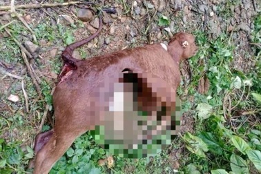 Sói hoang tấn công, cắn chết 50 con trâu, bò của người dân ở Điện Biên