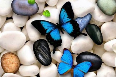 Tình không như là mơ