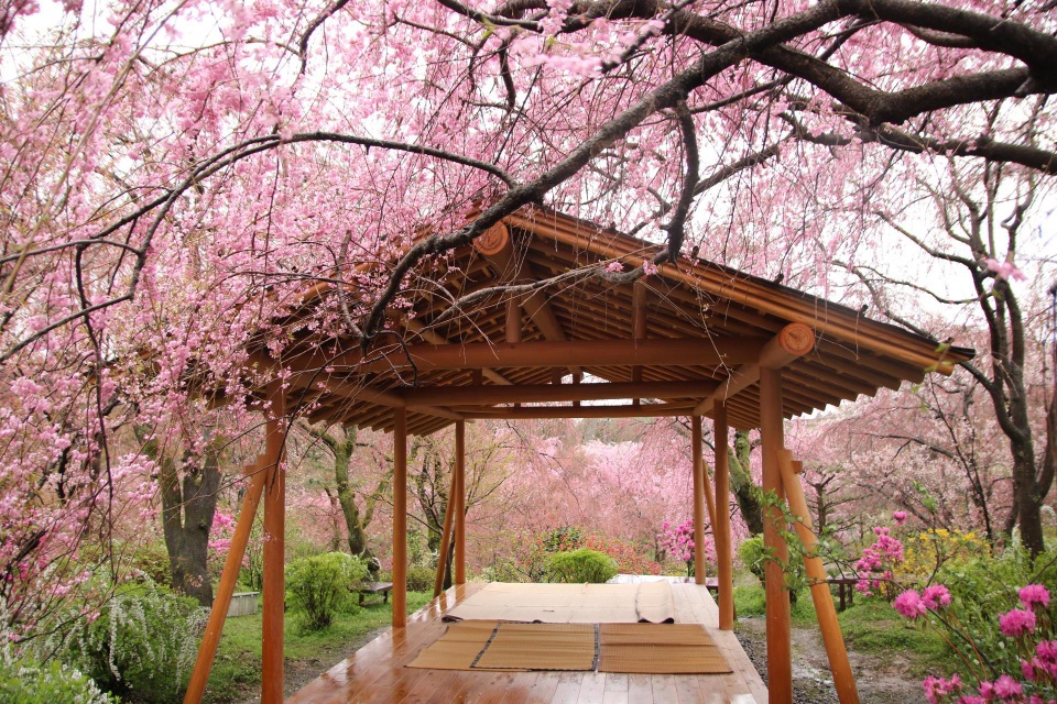 Theo chân người bản địa ghé thăm những khu vườn đẹp nhất cố đô Kyoto - 6 Theo chân người bản địa ghé thăm những khu vườn đẹp nhất cố đô Kyoto - 6