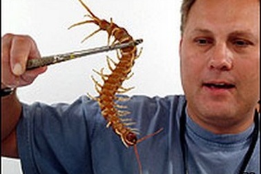 Rết độc dài 5 cm sống trong cổ họng suốt một tuần
