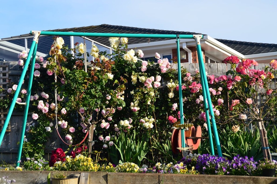 Khu vườn gần 50 loài hoa hồng khoe sắc quanh năm của mẹ Việt ở Úc - 14