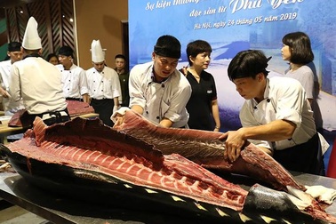 Đầu bếp Hà thành hì hục mổ cá ngừ vây xanh khủng, nặng 200kg