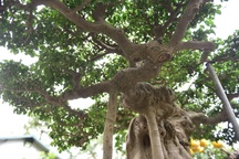 Đại gia vác 2 bao tải tiền, đổi xế hộp tiền tỷ lấy cây sanh cổ trăm năm