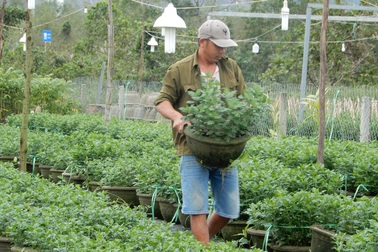 Nông dân thấp thỏm vụ hoa Tết