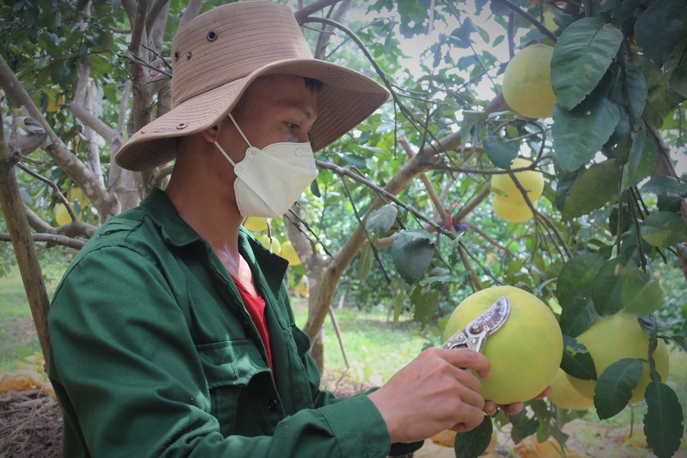 Bưởi đặc sản rớt giá, khó tiêu thụ, người trồng ngồi trên đống lửa - 6 Bưởi đặc sản rớt giá, khó tiêu thụ, người trồng ngồi trên đống lửa - 6