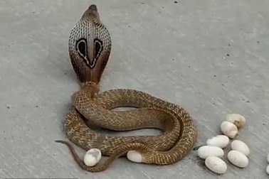 Kỳ lạ khoảnh khắc rắn hổ mang đẻ trứng giữa đường đông người qua lại