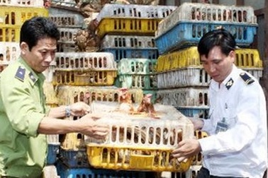 100% gà thải loại nhập lậu nhiễm tồn dư kháng sinh