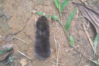 Phát hiện loài chuột mới có đuôi cực ngắn ở vùng núi Thanh Hóa