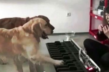 "Song cẩu" hòa tấu piano