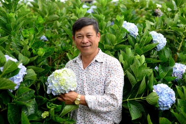 Hoa nở trắng vườn không ai mua, người nông dân đưa ra ý tưởng bất ngờ