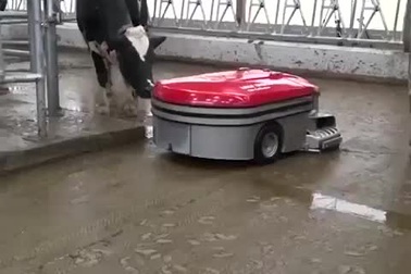 Robot tự động dọn sạch chuồng bò thay cho con người