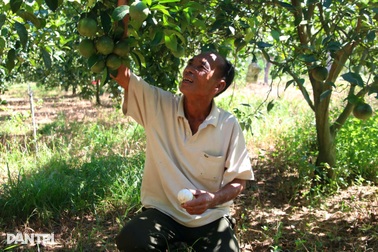 Lão nông hai lần trở thành tỷ phú từ “bàn tay trắng”