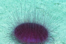 Những kỳ quan vĩ đại ngoài rạn san hô lớn