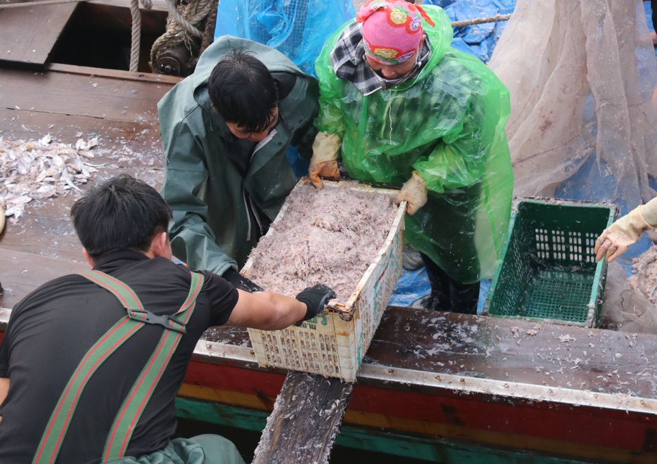 Trúng luồng ruốc, ngư dân kiếm triệu mỗi ngày - 6 Trúng luồng ruốc, ngư dân kiếm triệu mỗi ngày - 6